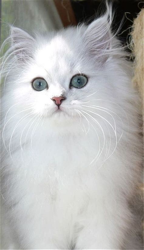 white persian cat with blue eyes | Gorgeous cats, Cute cats, Beautiful cats