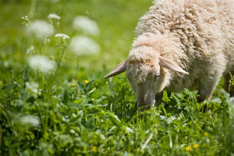 Plant Toxicity In Sheep: Learn About Plants That Are Bad For Sheep