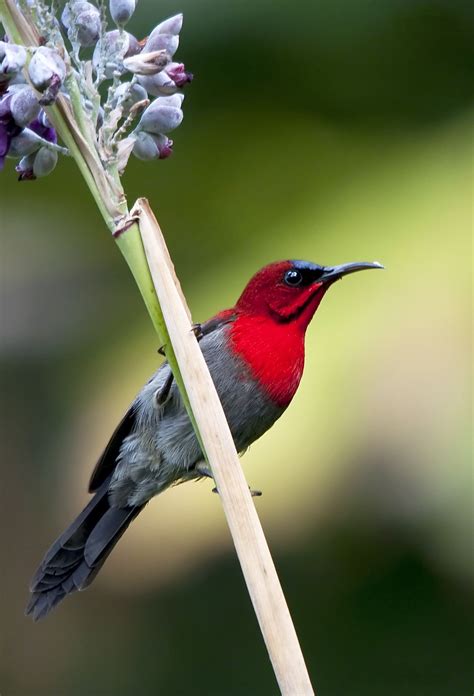 Crimson Sunbird, Found in Singapore forest, by Allan Seah... | World birds, Pet birds, Beautiful ...