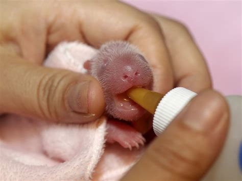 China Debuts Its Newborn Panda Twins - ABC News