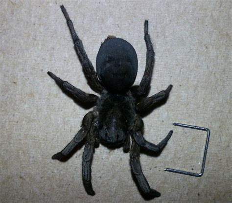 Possible Geolycosa Wolf Spider in Kansas - Geolycosa missouriensis ...