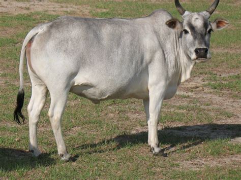 Sunnyfield Farm Zebu | Zebu, List of animals, Zebu cattle