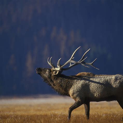 Survey: Yellowstone Elk Herd At Highest Level Since 2005