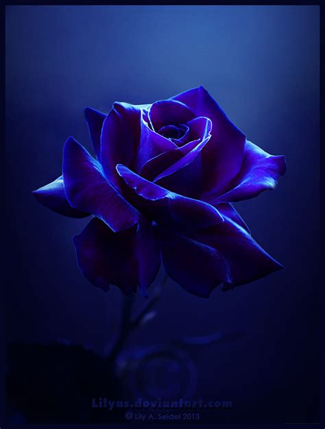 Midnight Rose by Lilyas on DeviantArt