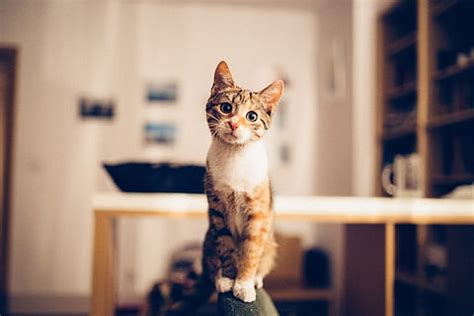 royalty free cat photos free download | Piqsels