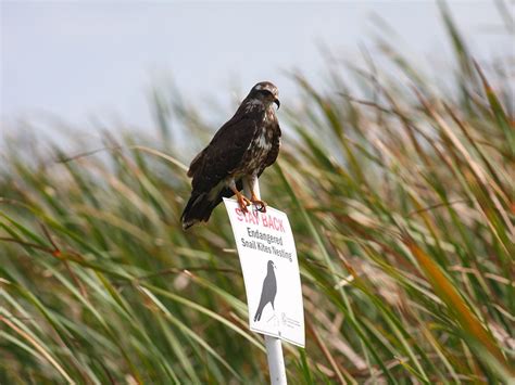 Proof of evolution: Birds grew larger beaks in less than a decade ...