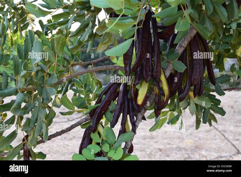 carob pods hanging on a carob tree Stock Photo - Alamy