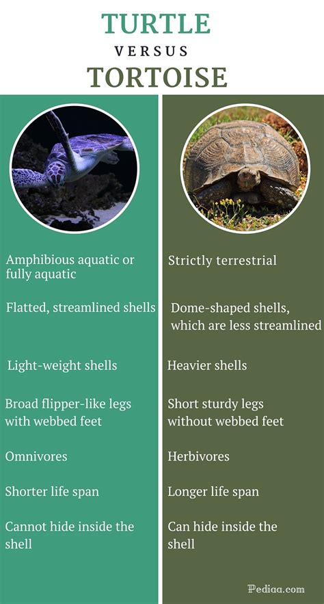 Difference Between Turtle and Tortoise