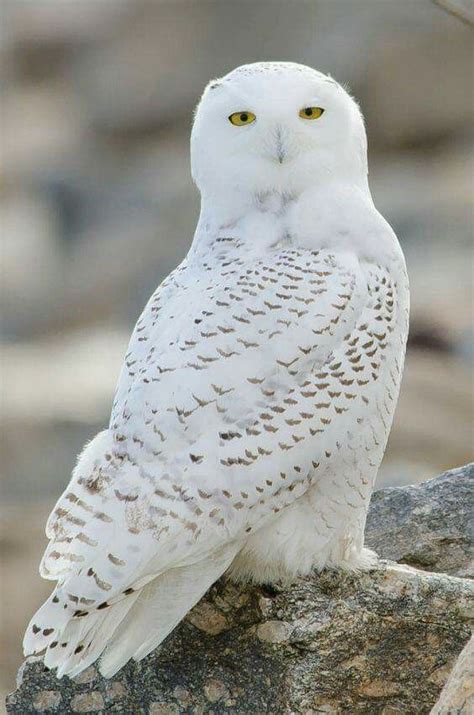 Harfang des neiges 📷 Spirit Nature | Harfang des neiges, Peluche hibou ...