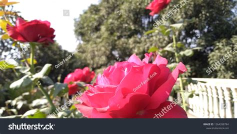 Hd Flower Rose Background Blur Flower Stock Photo 1264398784 | Shutterstock