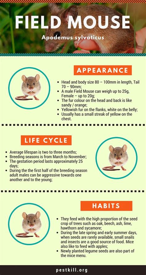 What Is a Field Mouse and How Can You Get Rid of Them?