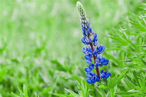 Native Blue Lupine: Plant Care & Growing Guide