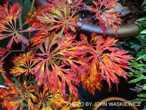 Buy Acer japonicum 'Abby's Weeping' Dwarf Full Moon Japanese Maple — Mr ...