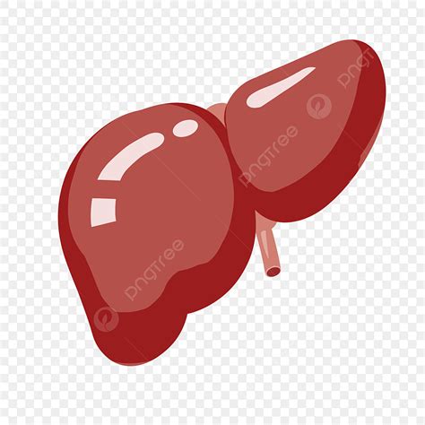 Liver Cartoon Clipart Vector, Hand Drawn Cartoon Liver Illustration, Liver Clipart, Cartoon ...