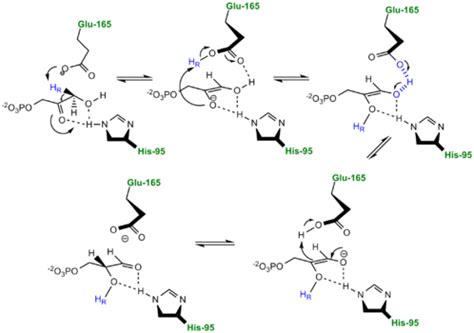 Triose Phosphate Isomerase - Proteopedia, life in 3D