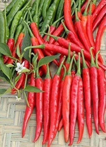 Archan Guntur Mirchi at Rs 200/kilogram | Fresh Red Chilli in Hyderabad | ID: 20889992633