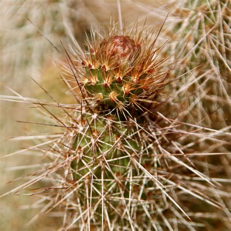 Desert Cacti – CALIFORNIA HIKING