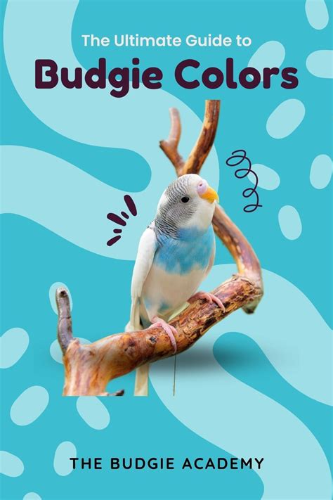 The Ultimate Guide to Budgie Colors | Budgies, Parakeet care, Budgie parakeet