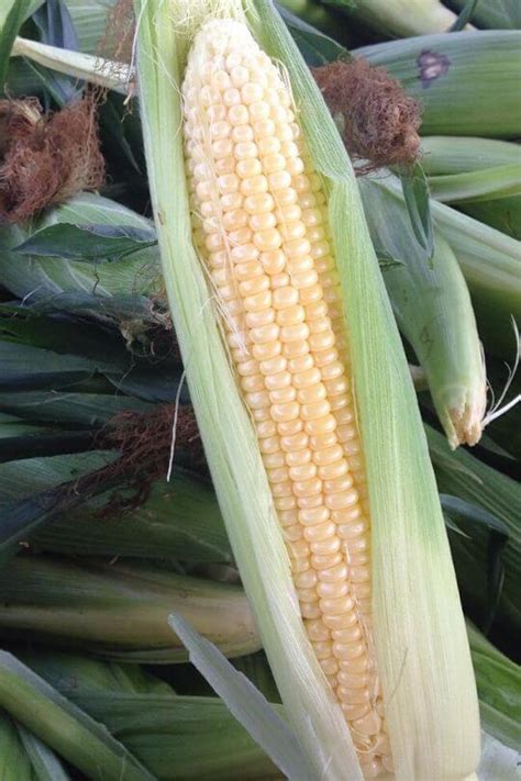 The 11 Best Sweet Corn Varieties To Grow In Your Garden - Gardening Chores