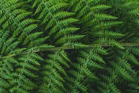 "Fern Texture" Images – Browse 423 Stock Photos, Vectors, and Video | Adobe Stock