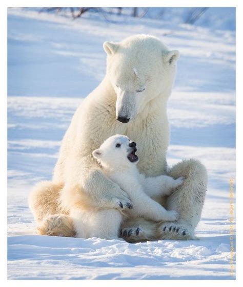 Polar bear hug | Animals4 | Pinterest | Bear hugs, Polar bear and Hug