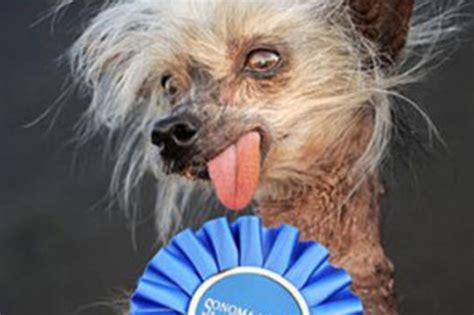 World's Ugliest Dog Contest: Image Gallery (Sorted by Low Score) (List View) | Know Your Meme