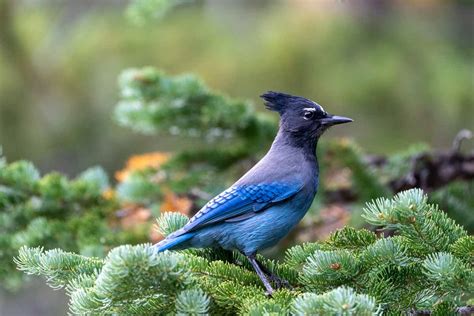 Rocky Mountain Birding: 5 Fabulous Birds to Look For | Lyric Wild Bird Food