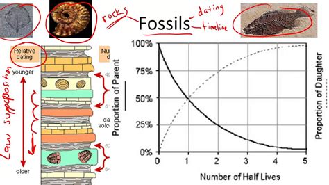 Fossils And Relative Dating – Telegraph