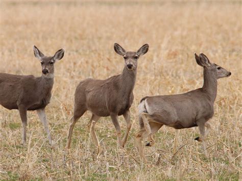 West Texas Wildlife – DFW Urban Wildlife