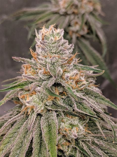 Humboldt Seeds Sapphire OG grow journal week12 by GunsGrows - GrowDiaries