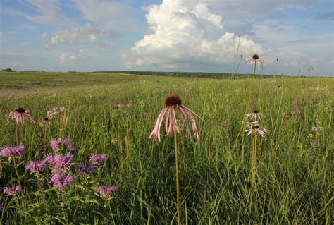 Missouri Prairie Foundation Gets Creative to Save Endangered Ecosystem ...