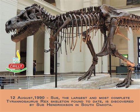 12 August, 1990- Sue the largest Tyrannosaurus rex skeleton found to ...