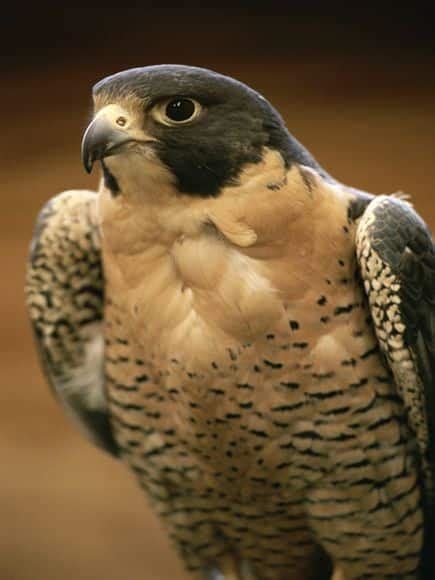 Peregrine Falcon: Species & Overview | Online Homework Help ...