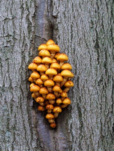 Honey Fungus Free Stock Photo - Public Domain Pictures