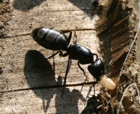 The Öko Box: HUGE Black Ant (with golden stripes)