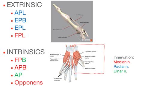 Extrinsic Thumb Muscles