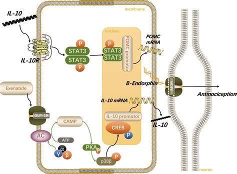 Frontiers | GLP-1 Receptor Agonists: Beyond Their Pancreatic Effects