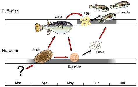 Flatworms Reproduction