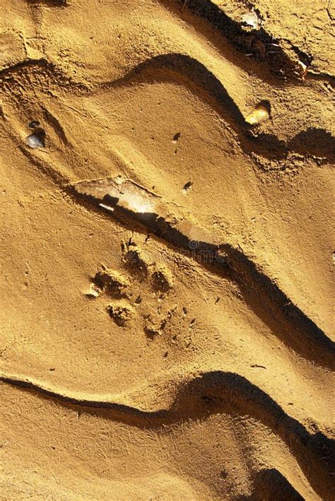 Coyote Track stock photo. Image of animal, sand, outdoor - 4569838