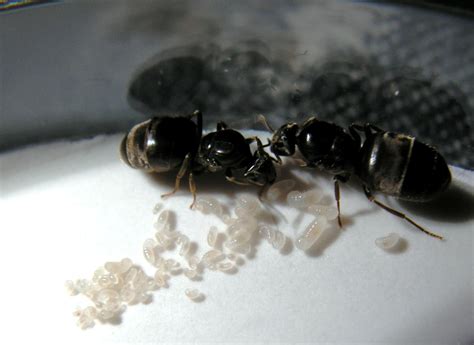 A hazardous undertaking: how ant queens prevent disease during colony ...