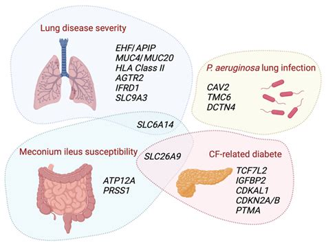 IJMS | Free Full-Text | Modifier Factors of Cystic Fibrosis Phenotypes: A Focus on Modifier Genes