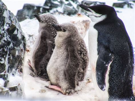 Chinstrap Penguins in Trouble Due to Climate Change | Chinstrap penguin, Penguins, Food animals