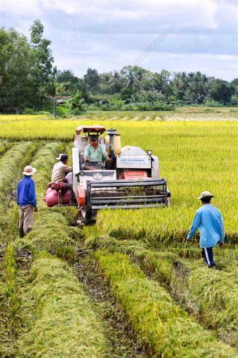 Harvesting rice - Stock Image - C058/3543 - Science Photo Library