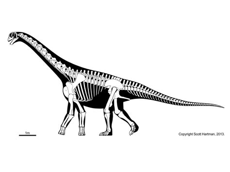 Camarasaurus lentus | Prehistoric animals, Dinosaur drawing ...