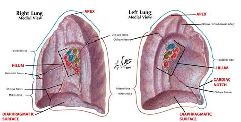 difference between root and hilum of lung - Google Search | Lung ...