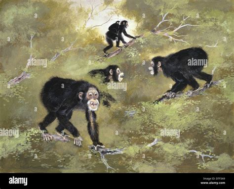 Sivapithecus indicus Stock Photo - Alamy