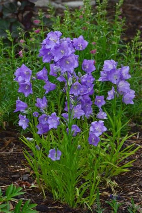 Campanula persicifolia 'Takion Blue' Bellflower - Plants4Home