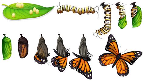 Caterpillar To Butterfly Transformation