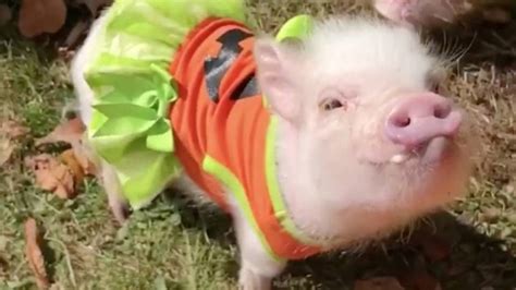 Pigs In Pumpkin Costumes Is The Cutest Thing Ever | RTM - RightThisMinute