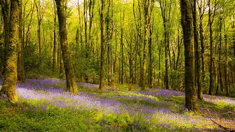 HD wallpaper: forest, trees, flowers, Ireland | Wallpaper Flare